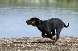 BEAUCERON - PUPPIES 210